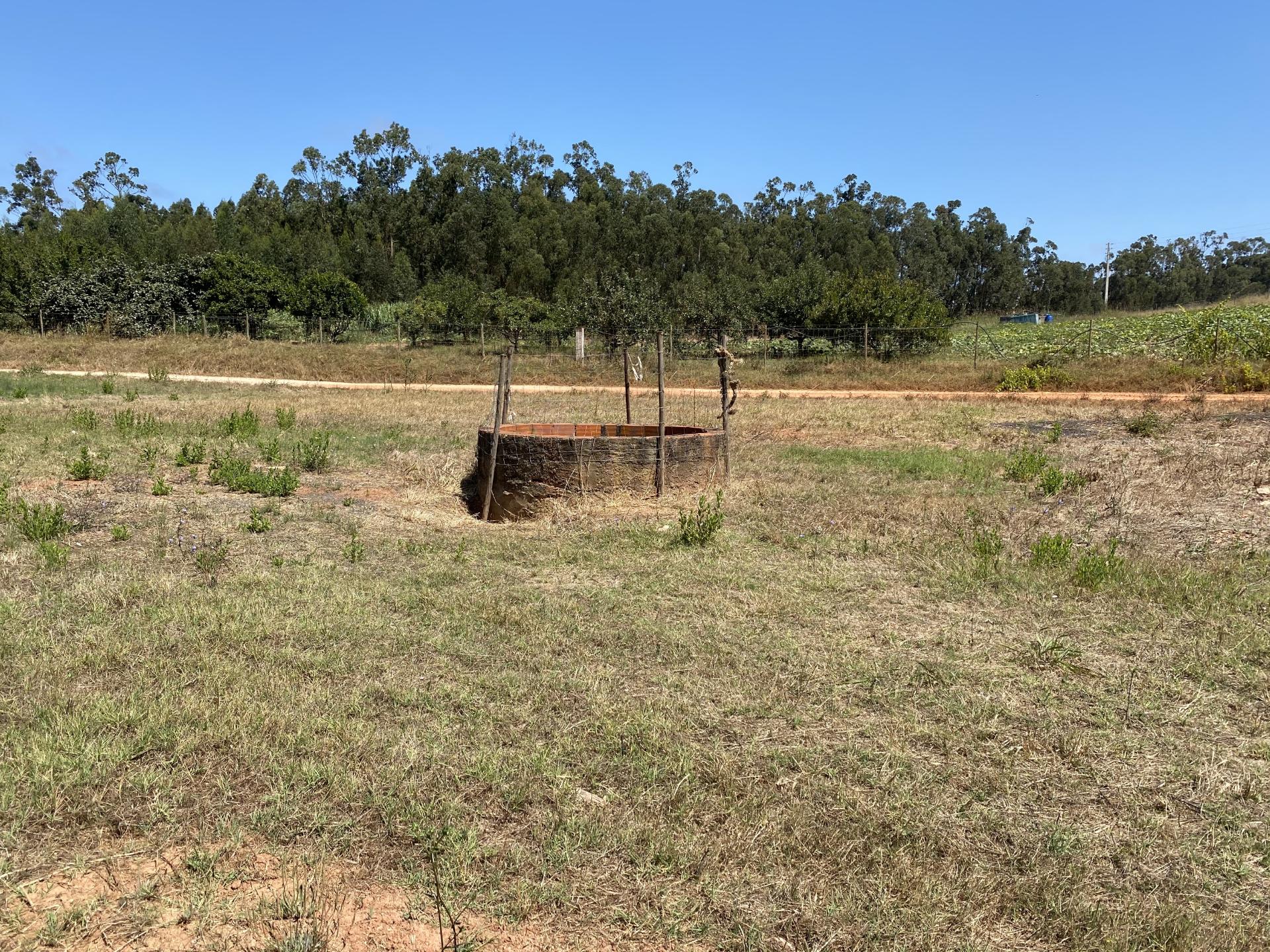 Refúgio no Campo: Casa Antiga com Terreno Plano e Eucaliptos