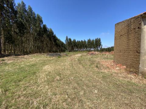 Refúgio no Campo: Casa Antiga com Terreno Plano e Eucaliptos