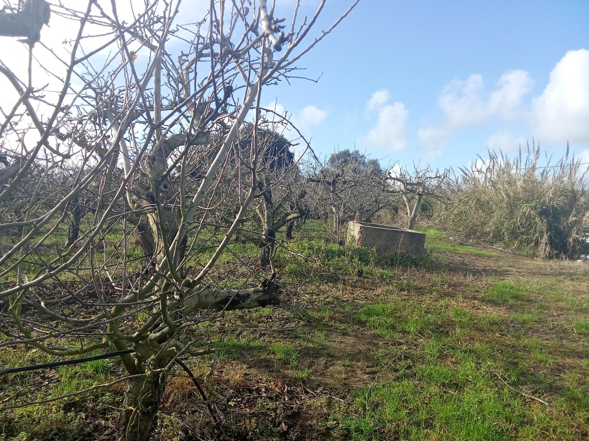 Terreno com Casa de habitação na Merceana