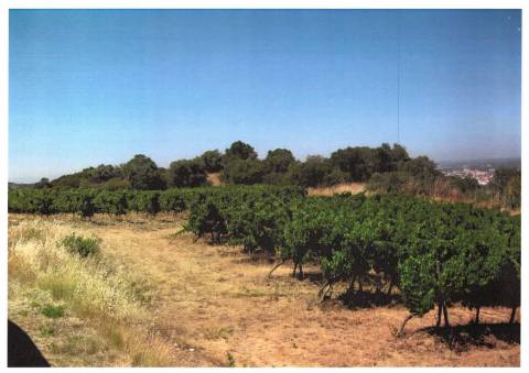Terreno_Investimento_Vitivinicola_Torres Vedras