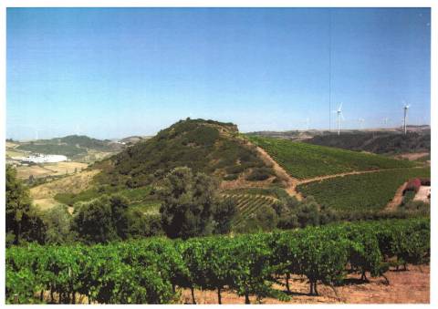 Terreno_Investimento_Vitivinicola_Torres Vedras