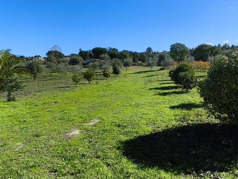Herdade em Juncais com Alvará de Alojamento Local | Oportunidade de Investimento Turístico