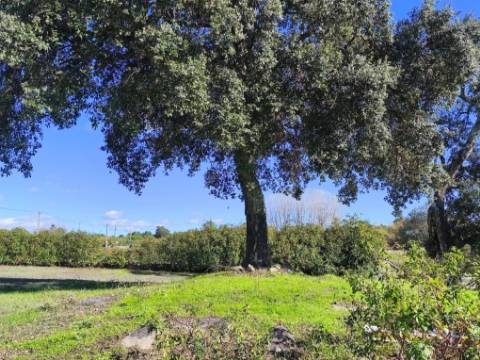 Herdade em Juncais com Alvará de Alojamento Local | Oportunidade de Investimento Turístico