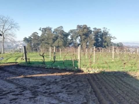 Quinta com produção de vinho verde