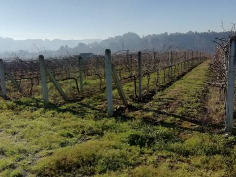 Quinta com produção de vinho verde
