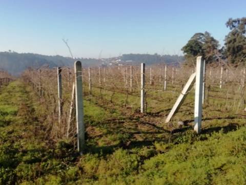 Quinta com produção de vinho verde