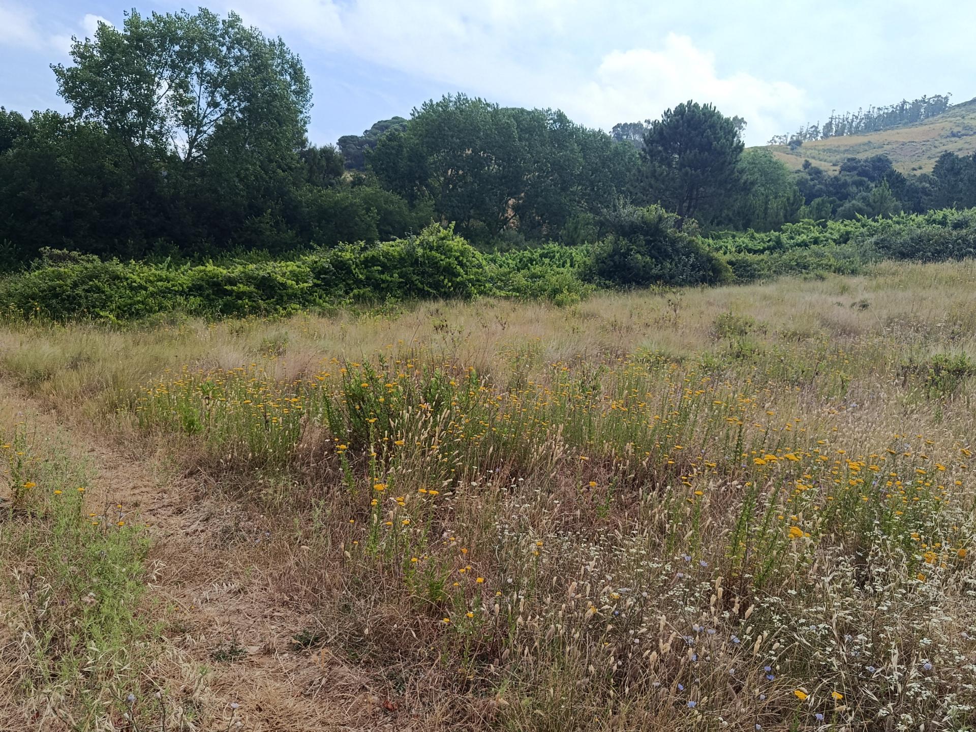 Oportunidade Única em Monte Redondo