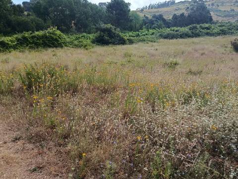 Oportunidade Única em Monte Redondo
