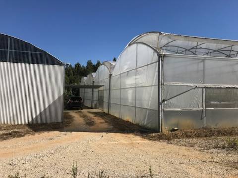 Terreno com estufa em Soure, Coimbra