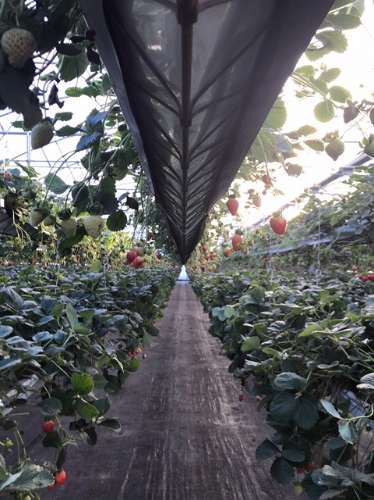 Quintinha da 'Estrada' e terreno com estufa em Soure, Coimbra
