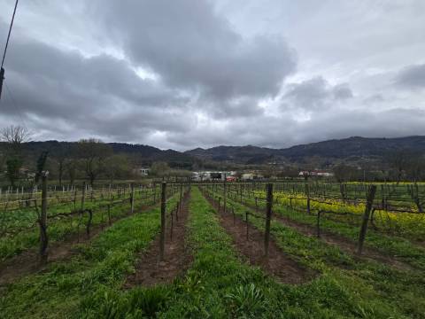 Terreno Nogueira