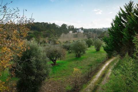 QUINTA DE INVESTIMENTO PREMIUM EM TORRES NOVAS