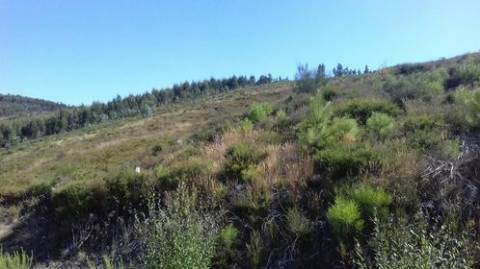 Terreno Florestal