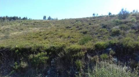 Terreno Florestal