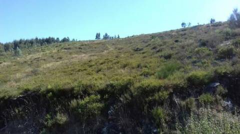 Terreno Florestal