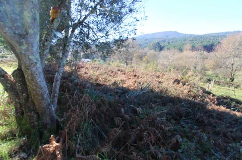 Terreno