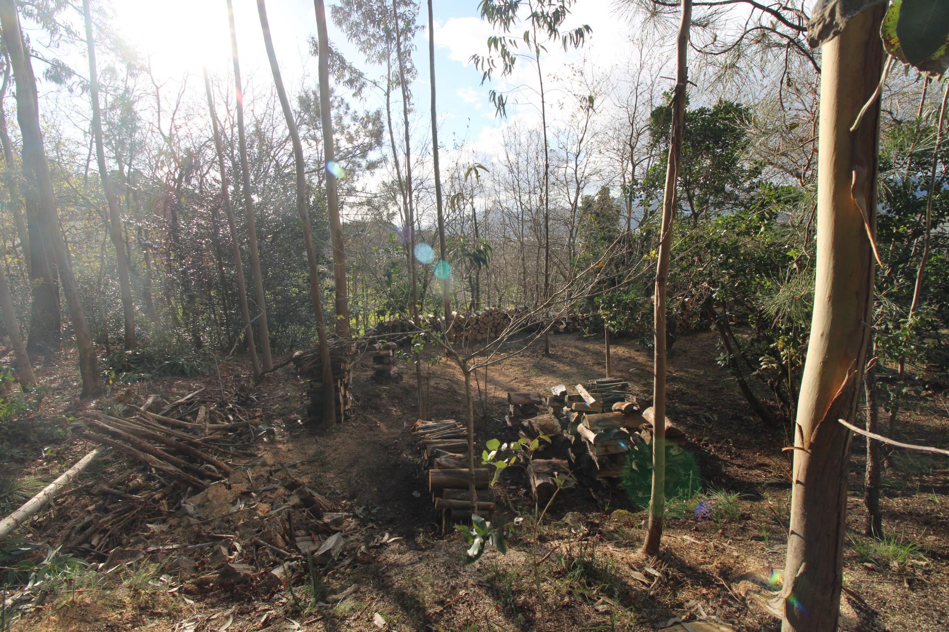 Terreno