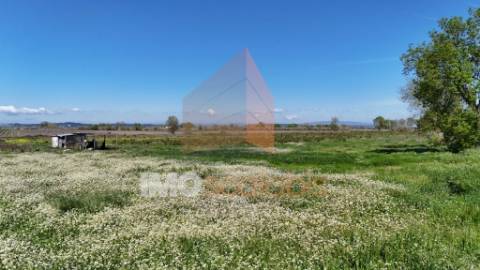 Terreno Agrícola de Excelência com 4,58 Ha em Alpiarça – Alta Produtividade