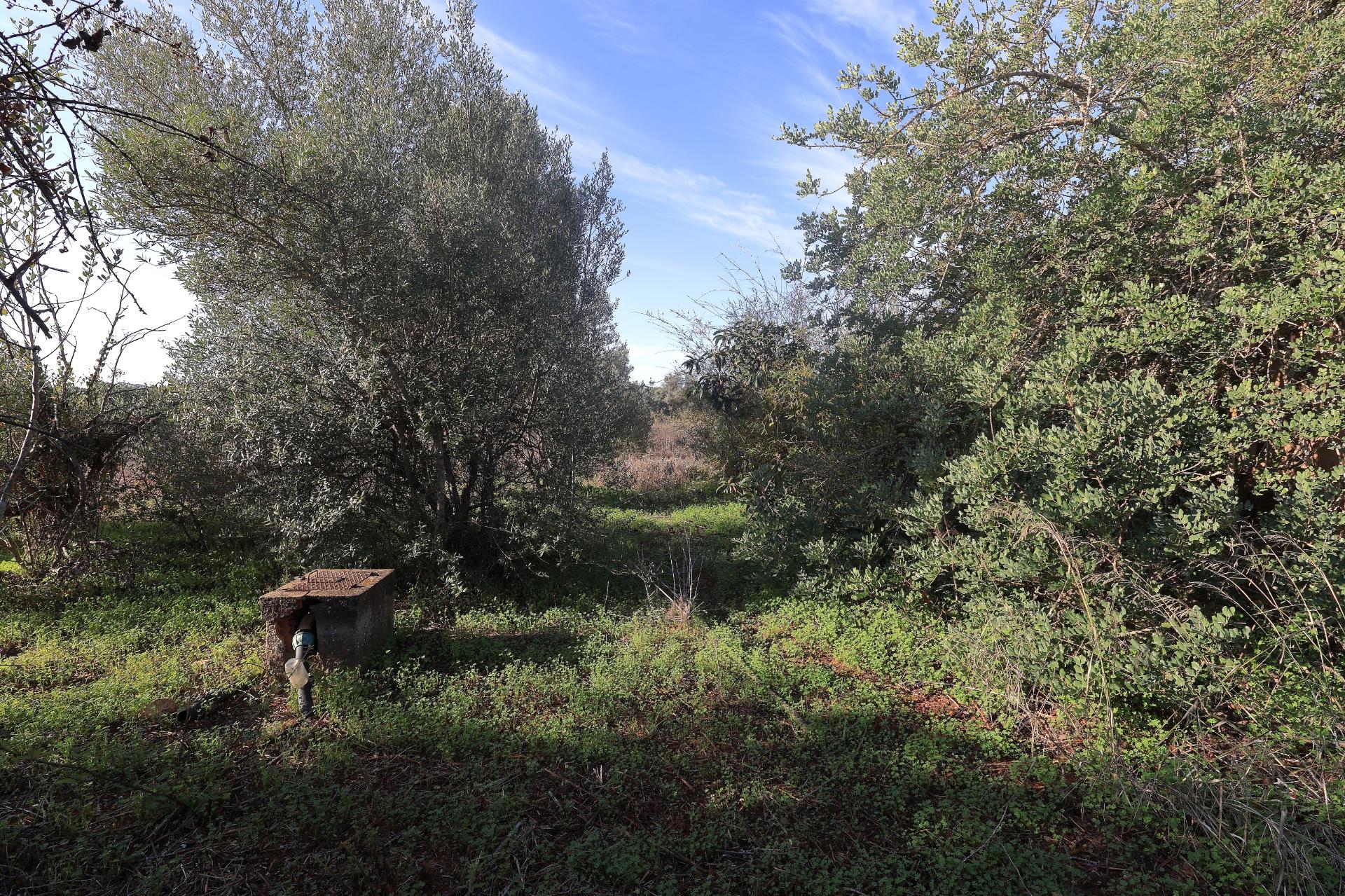 Terreno Rustico em Murtais - Moncarapacho - Fuzeta