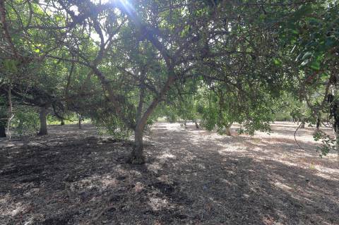 Moradia T2 + 2 para renovar em Arroio - Luz de Tavira
