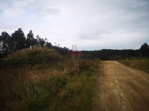 Terreno para Construção 2.975m2, Oliveira de Azeméis