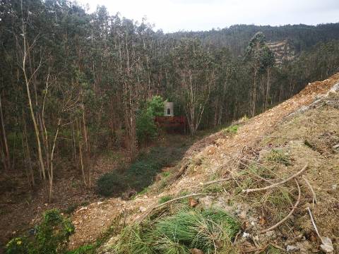 Terreno para Construção 2.975m2, Oliveira de Azeméis  