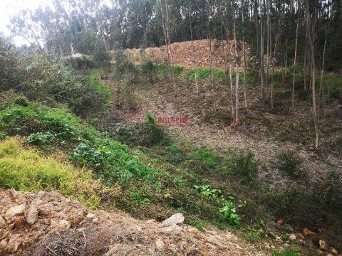 Terreno para Construção 2.975m2, Oliveira de Azeméis  