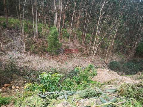 Terreno para Construção 2.975m2, Oliveira de Azeméis  