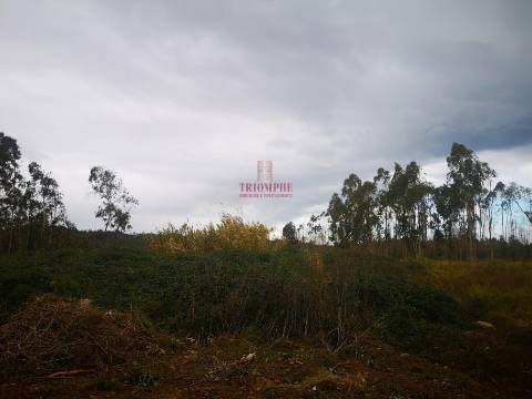 Terreno para Construção 5.950m2, Oliveira de Azeméis  