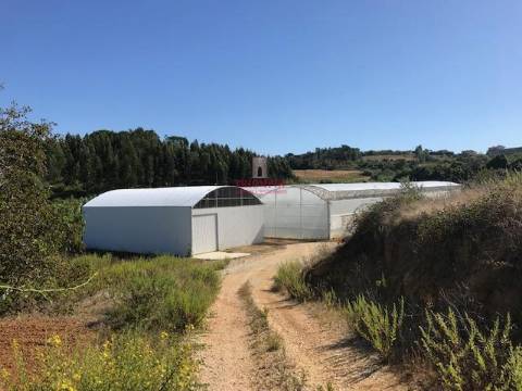Terreno com Estufas de Morangos em hidropónica, Soure