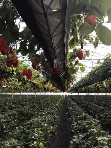 Terreno com Estufas de Morangos em hidropónica, Soure