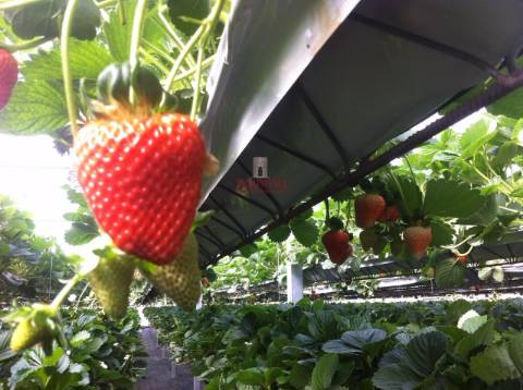 Terreno com Estufas de Morangos em hidropónica, Soure