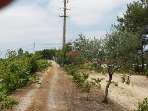 Quinta com Vinha, Valverde, Coruche
