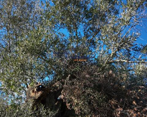 Terreno construtível com elevado potencial – Silves