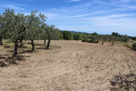 Quinta com 2,5 hectares