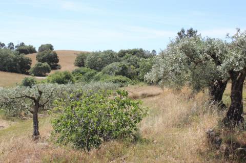 Quinta com 2,5 hectares
