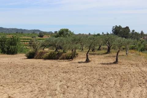 Quinta com 2,5 hectares