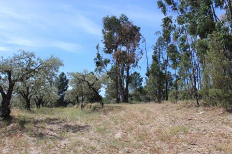 Quinta com 2,5 hectares