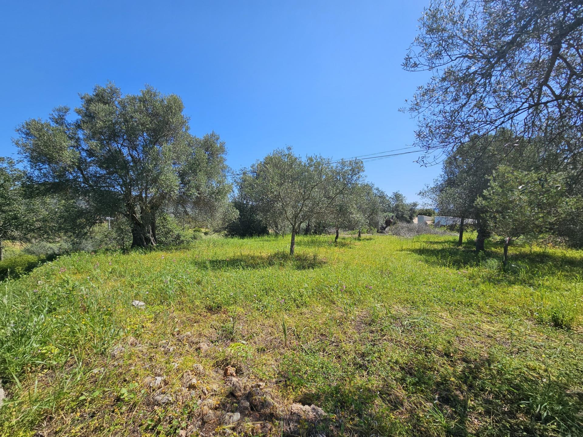 EXCLUSIVO-Terreno urbanizável perto de Salir