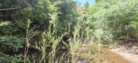 Propriedade com Ruína Única em Santa Margarida da Serra, Grândola - 19.5 Hectares com Ruína, PIP Aprovado para novas construções - Amplos e variados recursos Naturais!