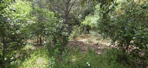 Propriedade com Ruína Única em Santa Margarida da Serra, Grândola - 19.5 Hectares com Ruína, PIP Aprovado para novas construções - Amplos e variados recursos Naturais!