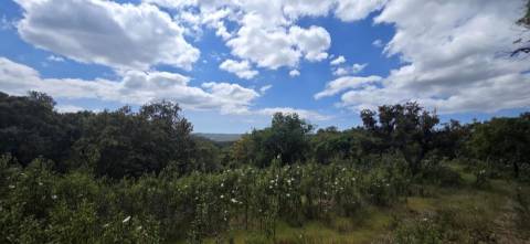 Propriedade com Ruína Única em Santa Margarida da Serra, Grândola - 19.5 Hectares com Ruína, PIP Aprovado para novas construções - Amplos e variados recursos Naturais!