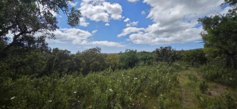 Propriedade com Ruína Única em Santa Margarida da Serra, Grândola - 19.5 Hectares com Ruína, PIP Aprovado para novas construções - Amplos e variados recursos Naturais!