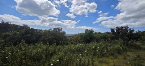 Propriedade com Ruína Única em Santa Margarida da Serra, Grândola - 19.5 Hectares com Ruína, PIP Aprovado para novas construções - Amplos e variados recursos Naturais!