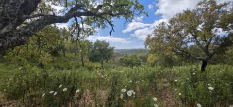 Propriedade com Ruína Única em Santa Margarida da Serra, Grândola - 19.5 Hectares com Ruína, PIP Aprovado para novas construções - Amplos e variados recursos Naturais!
