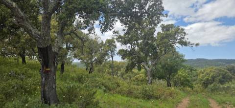 Propriedade com Ruína Única em Santa Margarida da Serra, Grândola - 19.5 Hectares com Ruína, PIP Aprovado para novas construções - Amplos e variados recursos Naturais!