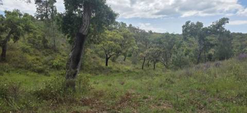 Propriedade com Ruína Única em Santa Margarida da Serra, Grândola - 19.5 Hectares com Ruína, PIP Aprovado para novas construções - Amplos e variados recursos Naturais!