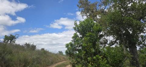 Propriedade com Ruína Única em Santa Margarida da Serra, Grândola - 19.5 Hectares com Ruína, PIP Aprovado para novas construções - Amplos e variados recursos Naturais!