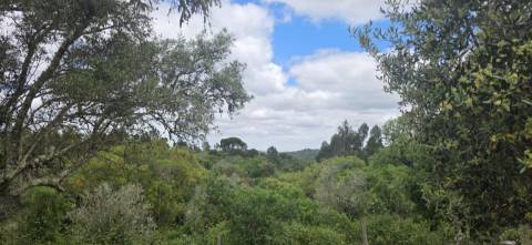 Propriedade com Ruína Única em Santa Margarida da Serra, Grândola - 19.5 Hectares com Ruína, PIP Aprovado para novas construções - Amplos e variados recursos Naturais!