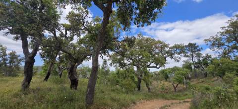 Propriedade com Ruína Única em Santa Margarida da Serra, Grândola - 19.5 Hectares com Ruína, PIP Aprovado para novas construções - Amplos e variados recursos Naturais!